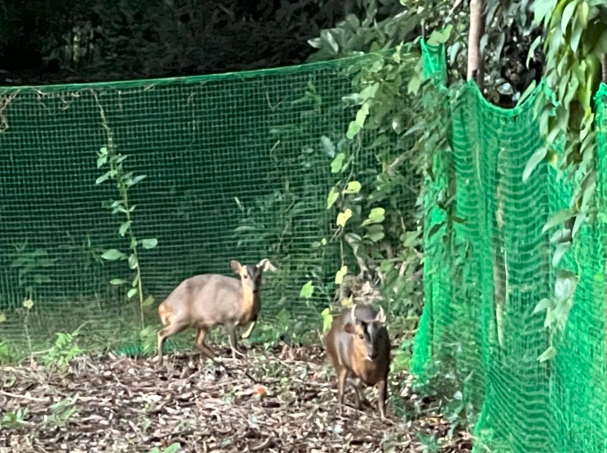 キョン1
